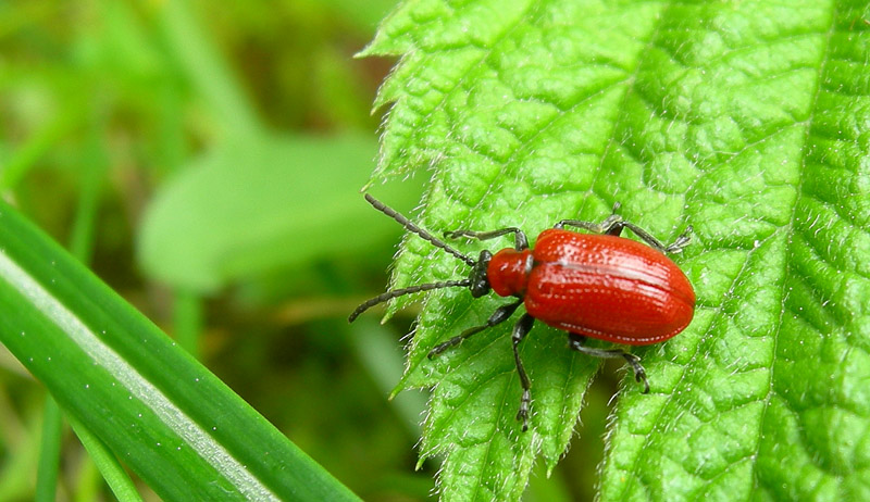 Lilioceris lilii (Chrysomelidae)